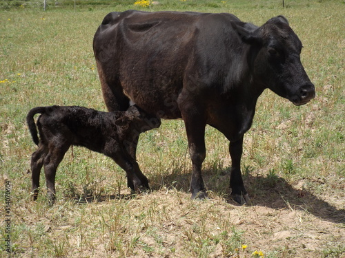 Wallpaper Mural vaca, bezerro, leite, parto Torontodigital.ca