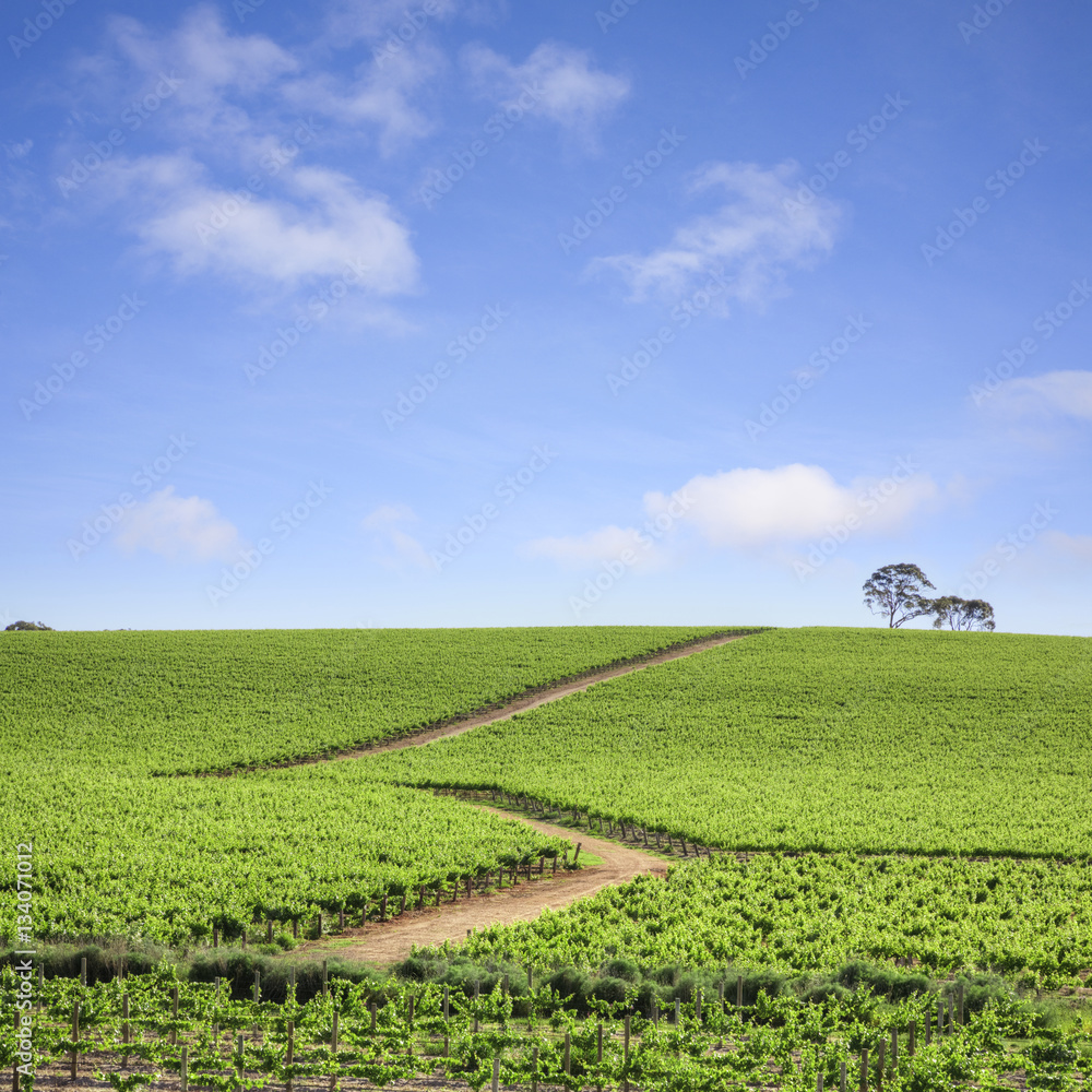 Obraz premium Vineyard South Australia