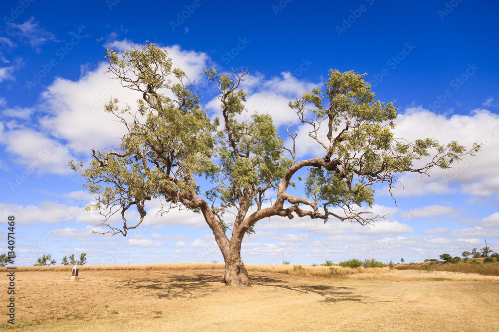 Coolabah Tree, Queensland, Australia