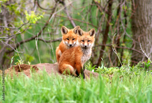 Amazingly beautiful red fox kits photo