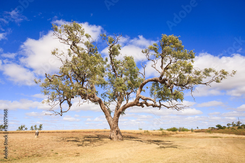 Coolabah Tree, Queensland, Australia photo