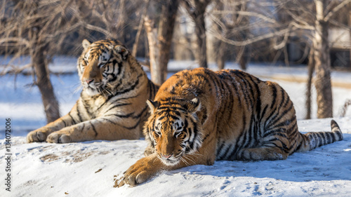 Siberian Tiger (Panthera tigris altaica) © Premium Collection
