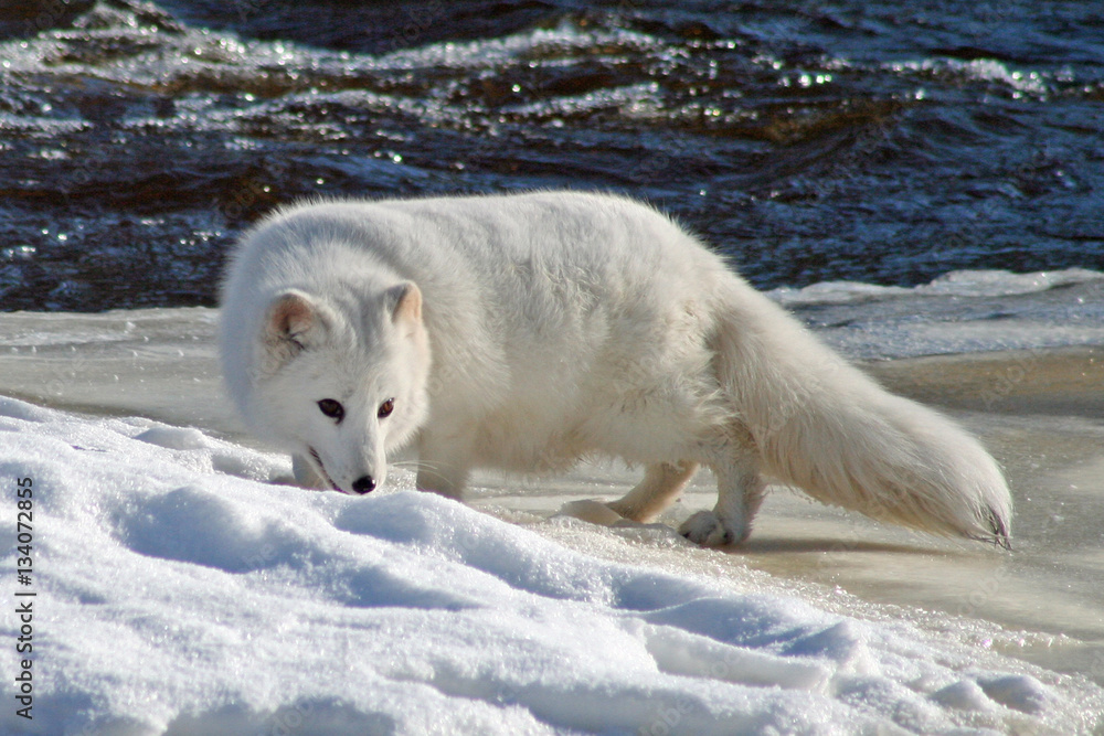 Naklejka premium Sweet Little Arctic Fox