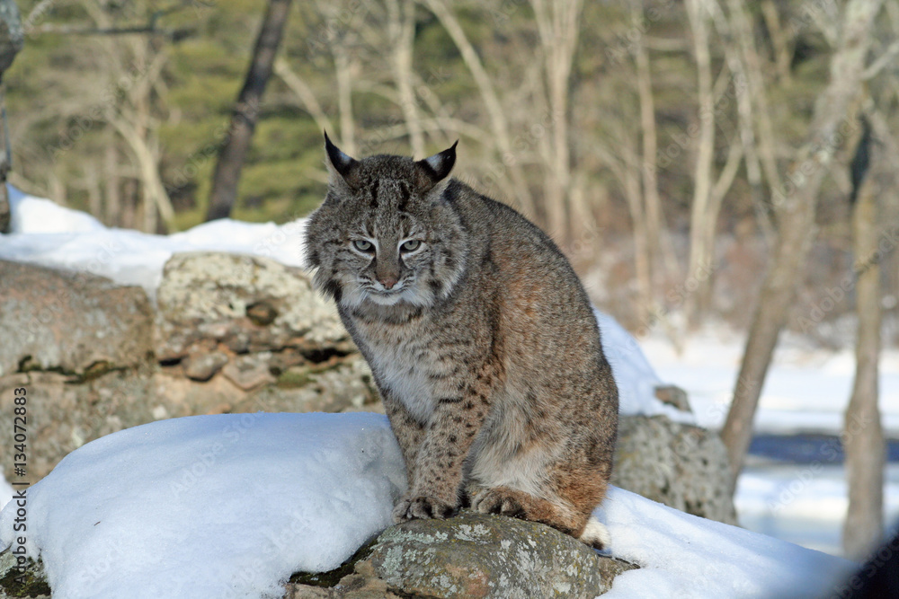Bobcat in the Snow Bobcat in the Snow