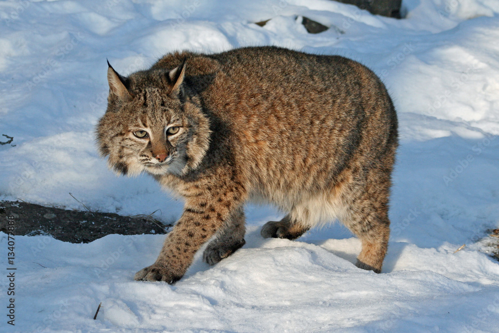 Bobcat in the Snow Bobcat in the Snow