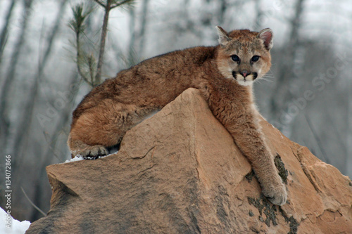 Cougar Cub