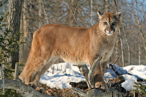 Majestic Cougar