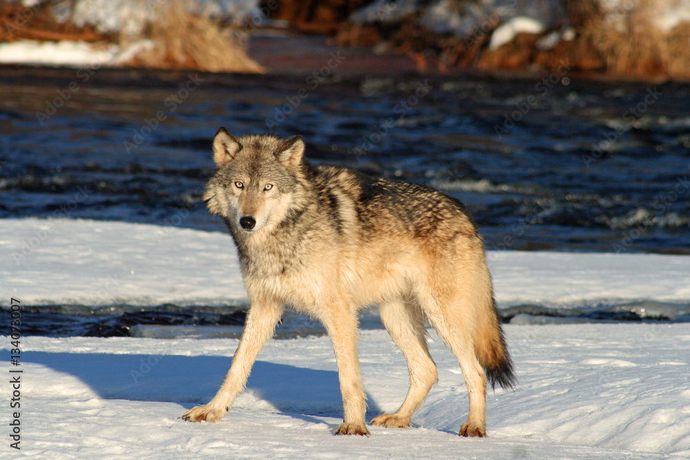 Fototapeta premium Gray Wolf by a River