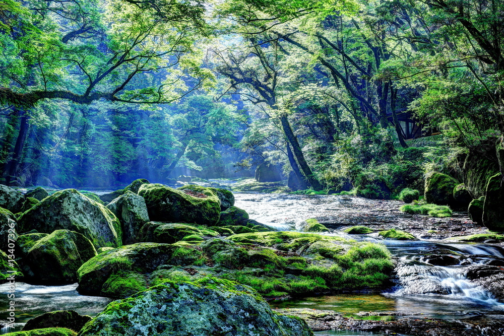 Fototapeta premium 菊池渓谷の朝