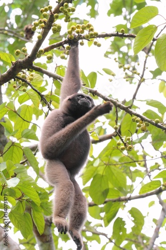 Bornean Gibbon (Hylobates muelleri)