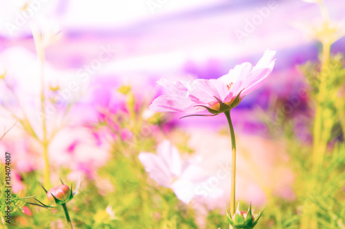 pink flowers in the garden , cosmos flowers in the park