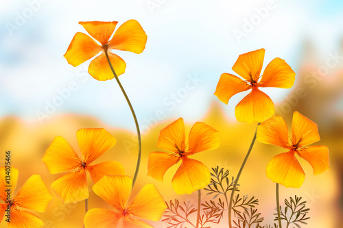 Colorful beautiful flowers eschscholzia on the background of the © alenalihacheva