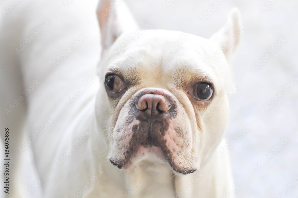 absent minded French bulldog or  French bulldog