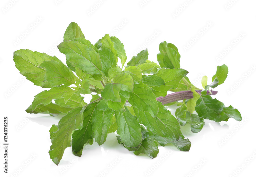Holy Basil,Ocimum sanctum isolate on white Holy Basil,Ocimum sanctum isolate on white