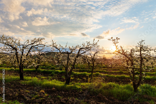 landscape in the spring orchard