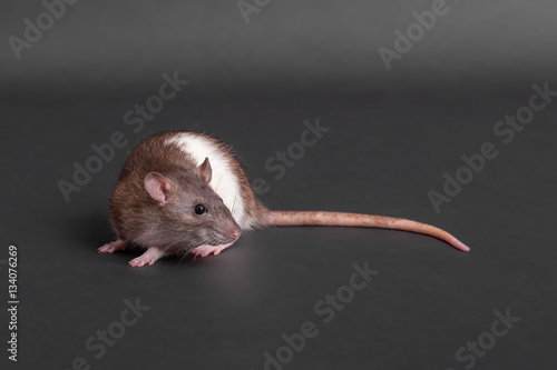 young domestic rat