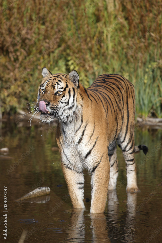 Captive Siberian Tiger in Water scene Captive Siberian Tiger in Water scene