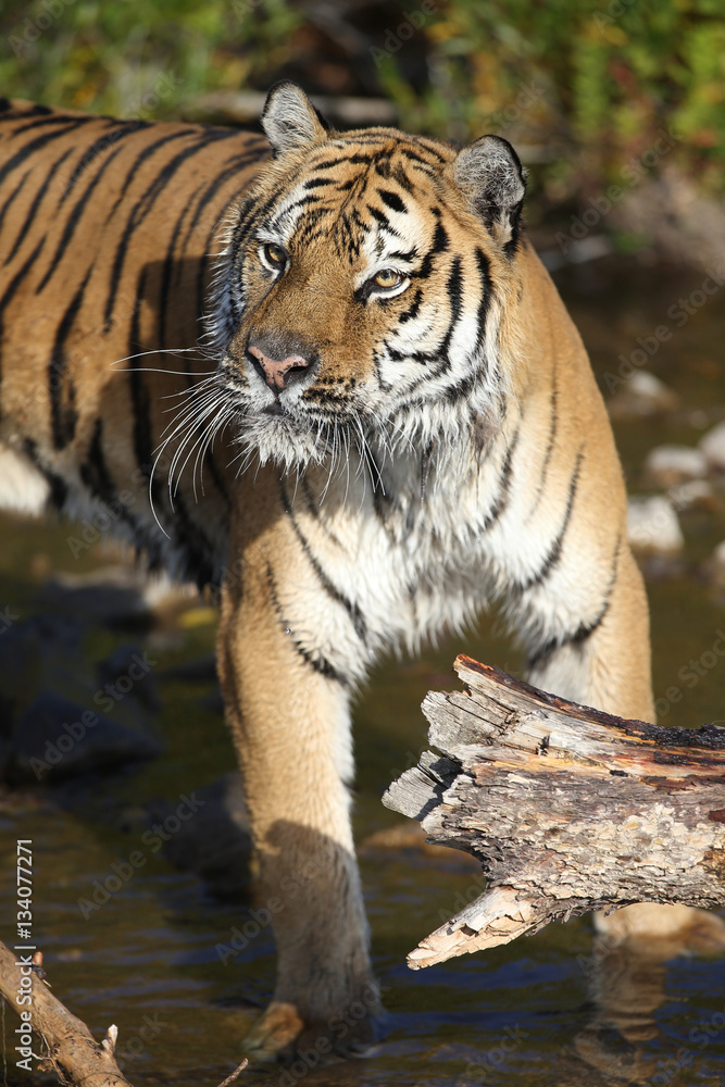 Fototapeta premium Captive Siberian Tiger in Water scene
