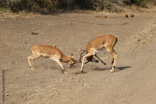 Male Impala Fighting in South Africa