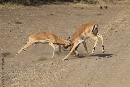 Male Impala Fighting in South Africa