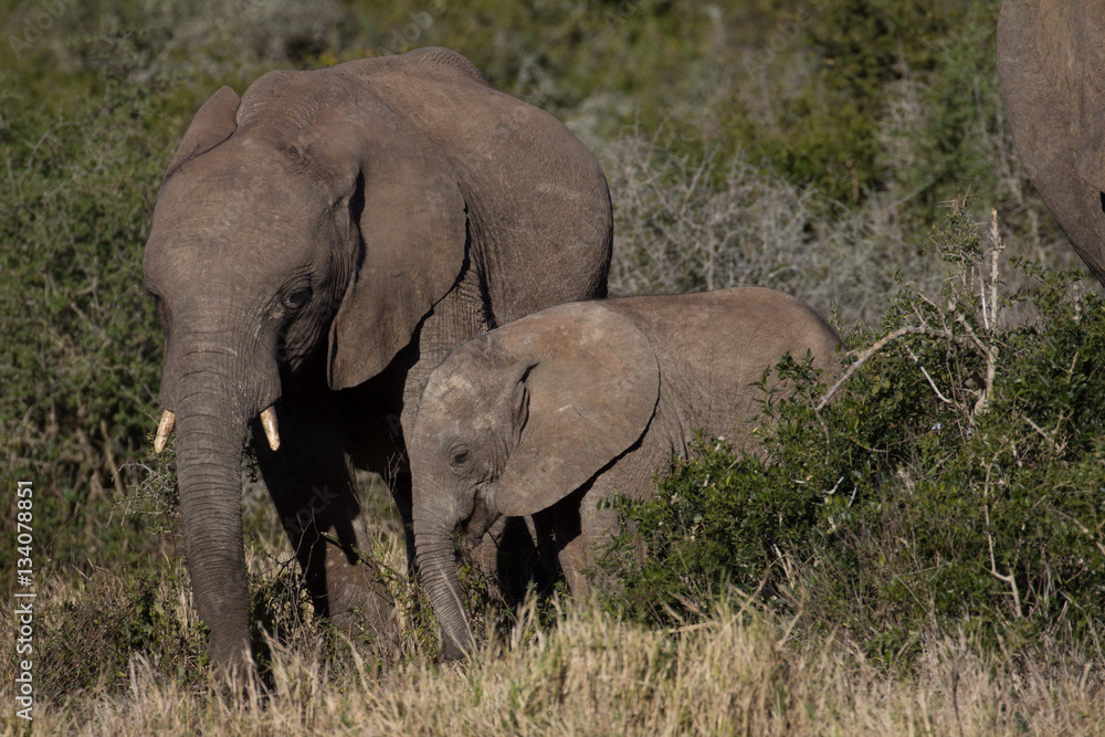 Elephant mother and her calf in African bush