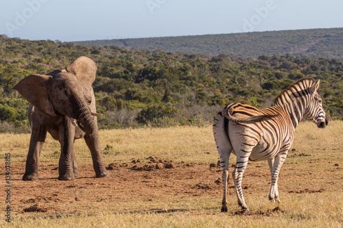Elephant calf encounters zebra