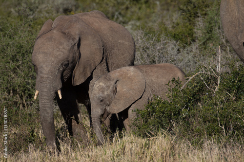 Elephant mother and her calf in African bush