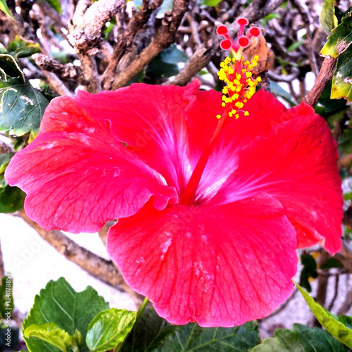 Blooming Alone