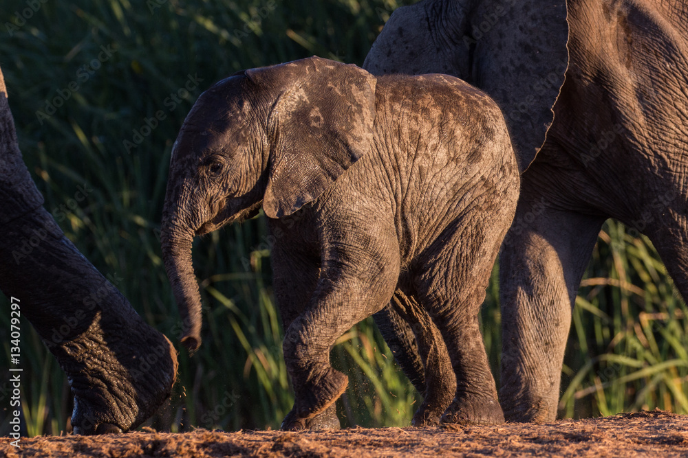 Fototapeta premium Wild elephant baby taking a step