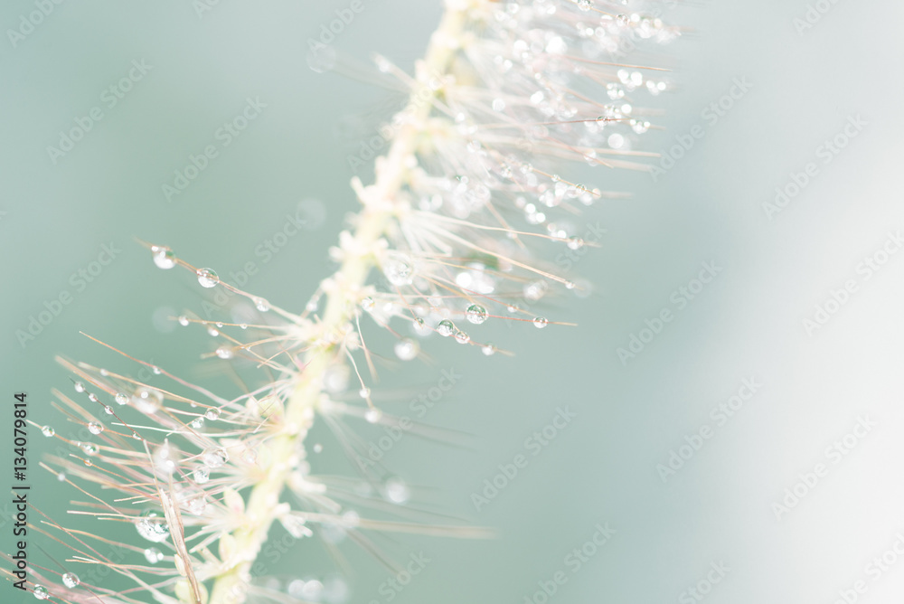 Obraz premium Natural background Dew grass