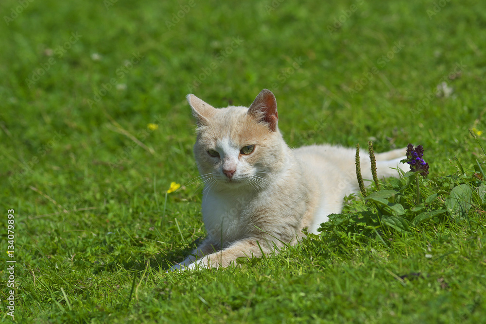 Cat on the lawn
