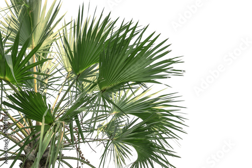 Background leaves palm leaves