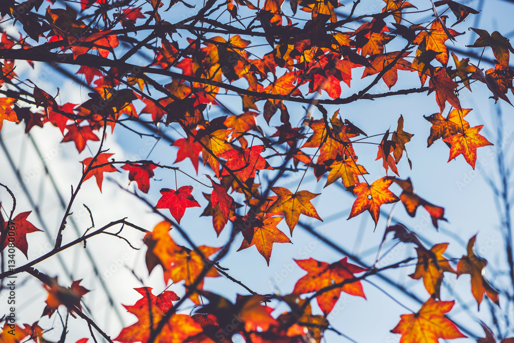 background nature. Natural maple leaves background background nature. Natural maple leaves background