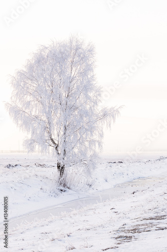 Beautiful tree covered with frost