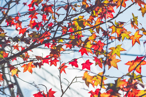 background nature. Natural maple leaves background