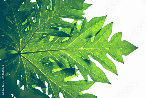 Natural background papaya leaf