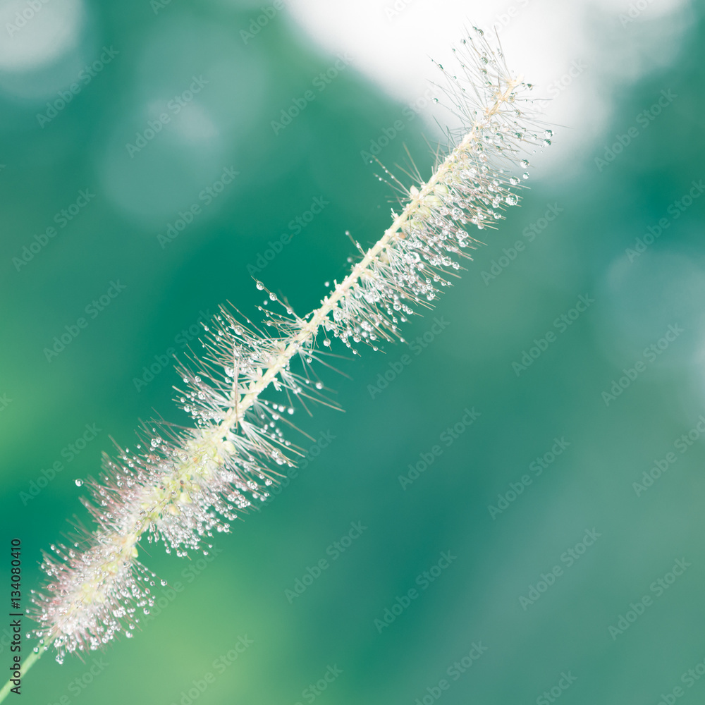 Obraz premium Natural background Dew grass