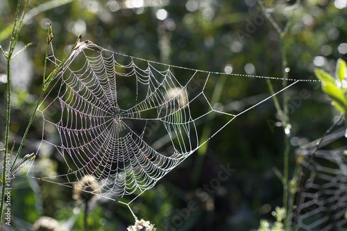 Cobweb in the woods.