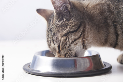 Fototapeta Naklejka Na Ścianę i Meble -  Tabby cat eating from the bowl