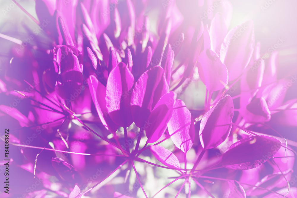 Obraz premium background nature Flower. Pink and purple flowers