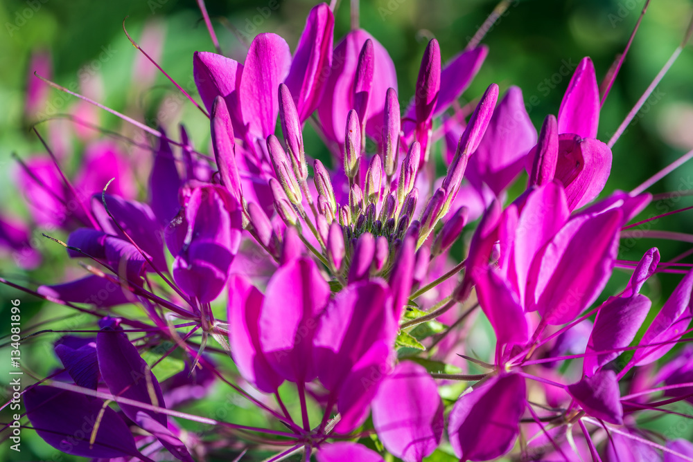 background nature Flower. Pink and purple flowers