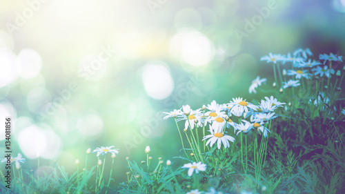 Fototapeta Naklejka Na Ścianę i Meble -  background natural Field daisies in a dream atmosphere.