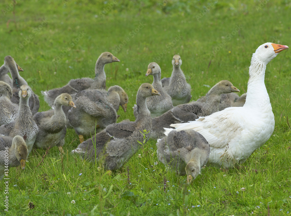 Geese in the meadow.