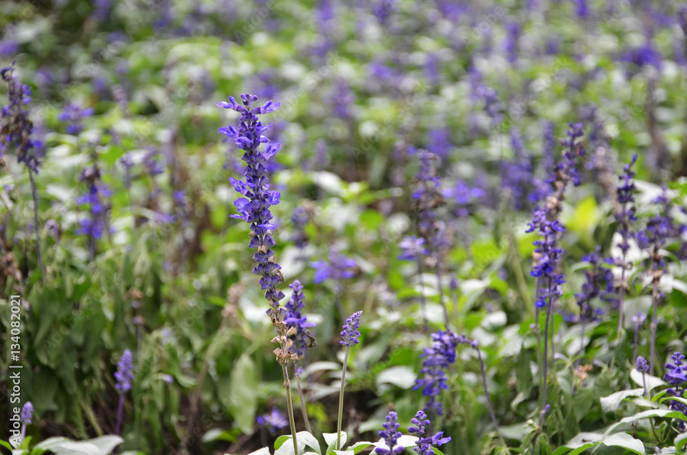 Obraz premium Blooming blue bugleweeds Ajuga