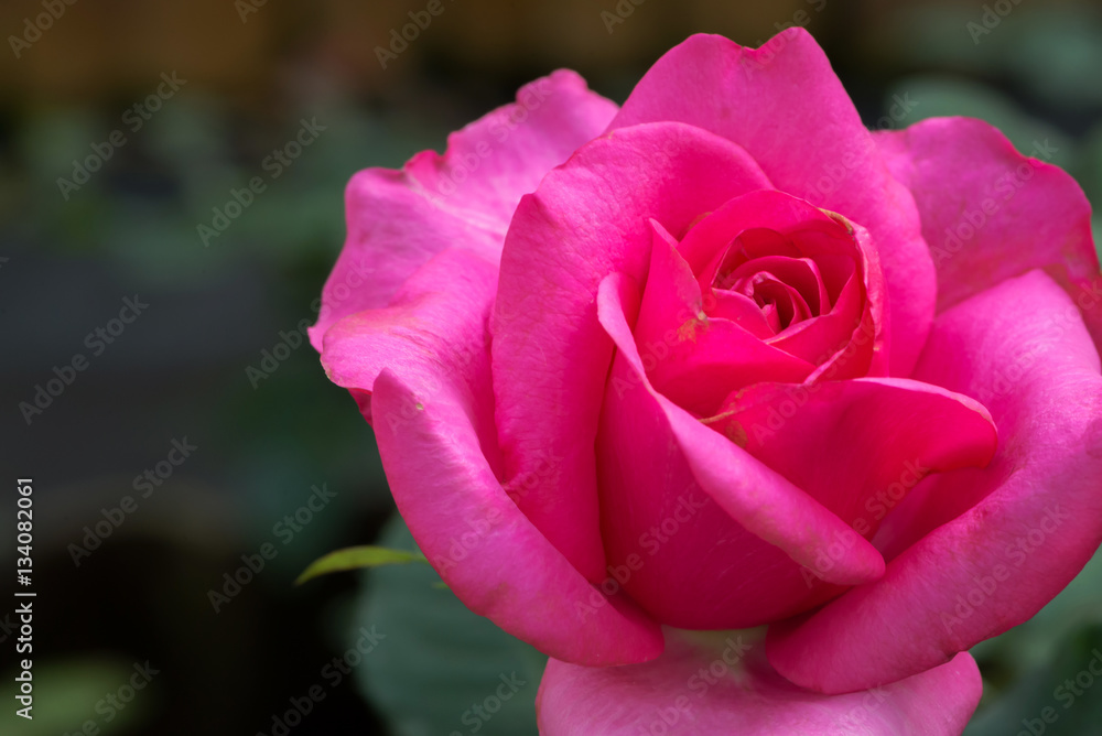 Fototapeta premium background nature Flower Valentine pink rose