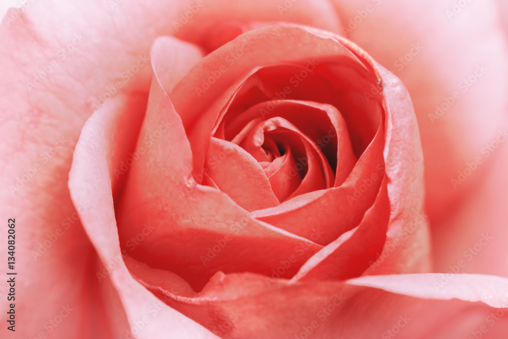 background nature Flower Valentine Orange pastel rose background nature Flower Valentine Orange pastel rose
