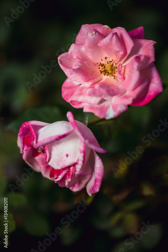 background nature Flower Valentine Pink rose