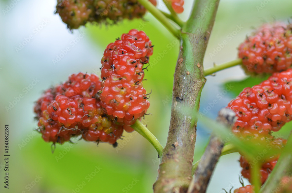 Naklejka premium Red mulberry on the tree