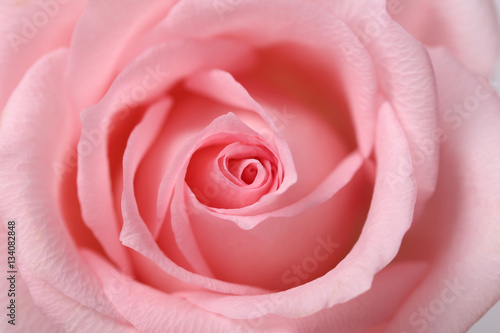 Pink rose closeup on the white