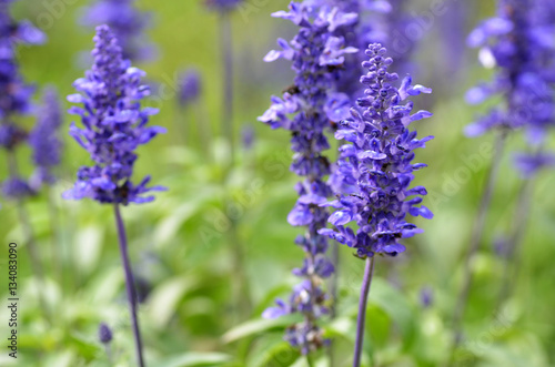 Blooming blue bugleweeds Ajuga